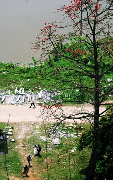 Nhiều cặp đôi chọn cảnh dưới gốc gạo chụp ảnh cưới. Nhiều cặp đôi chọn cảnh dưới gốc gạo chụp ảnh cưới.