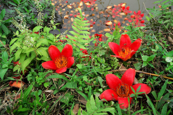 Hoa gạo rụng vẫn giữ nguyên màu đỏ tươi. Hoa gạo rụng vẫn giữ nguyên màu đỏ tươi.