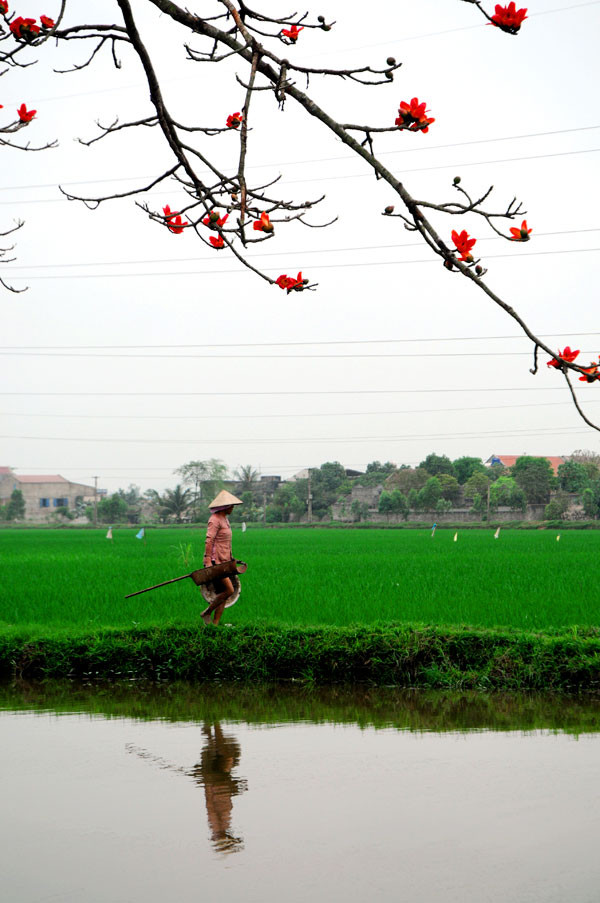 Hoa gạo gắn liền với cuộc sống của người nông dân thôn quê. Mùa hoa gạo cũng là mùa của những cơn mưa rào tưới mát đồng lúa xanh đương thì con gái. Hoa gạo gắn liền với cuộc sống của người nông dân thôn quê. Mùa hoa gạo cũng là mùa của những cơn mưa rào tưới mát đồng lúa xanh đương thì con gái.