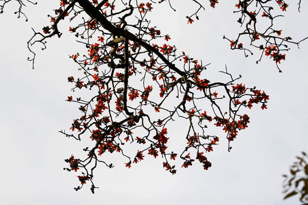 Khoảng trời rực đỏ. Khoảng trời rực đỏ.