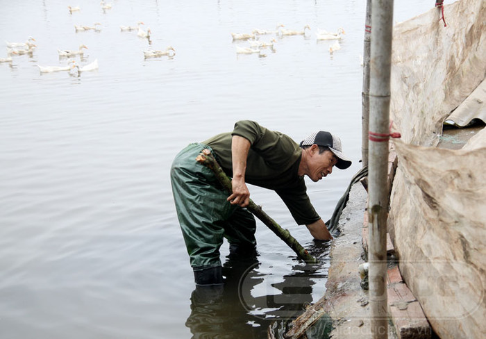 Gia cố bờ đầm nuôi vịt. Xem toàn bộ diễn biến vụ cưỡng chế ở Hải Phòng Gia cố bờ đầm nuôi vịt. Xem toàn bộ diễn biến vụ cưỡng chế ở Hải Phòng
