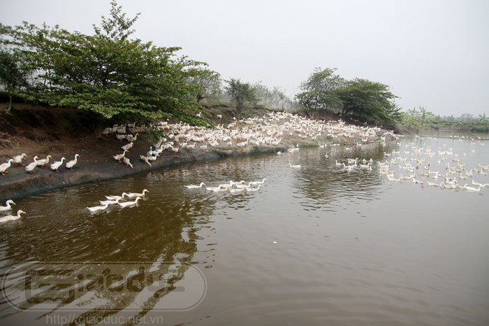 Ông Nguyễn Bá Độ cho hay, đàn vịt của gia đình trị giá cả nửa tỷ đồng đang cho thu nhập khá ổn định. Trung bình mỗi năm, gia đình ông nếu thuận trời thì có thể lãi khoảng 100 triệu đồng. Xem toàn bộ diễn biến vụ cưỡng chế ở Hải Phòng Ông Nguyễn Bá Độ cho hay, đàn vịt của gia đình trị giá cả nửa tỷ đồng đang cho thu nhập khá ổn định. Trung bình mỗi năm, gia đình ông nếu thuận trời thì có thể lãi khoảng 100 triệu đồng. Xem toàn bộ diễn biến vụ cưỡng chế ở Hải Phòng