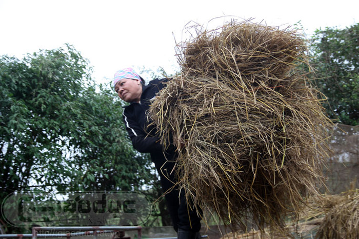 Bà Tuyến lại tất bật với những công việc chăm sóc đàn vịt hơn 3000 con của gia đình. Xem toàn bộ diễn biến vụ cưỡng chế ở Hải Phòng Bà Tuyến lại tất bật với những công việc chăm sóc đàn vịt hơn 3000 con của gia đình. Xem toàn bộ diễn biến vụ cưỡng chế ở Hải Phòng