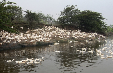Dịch cúm A/H5N1 đang đứng trước nguy cơ bùng phát trở lại. (Ảnh NP) Dịch cúm A/H5N1 đang đứng trước nguy cơ bùng phát trở lại. (Ảnh NP)