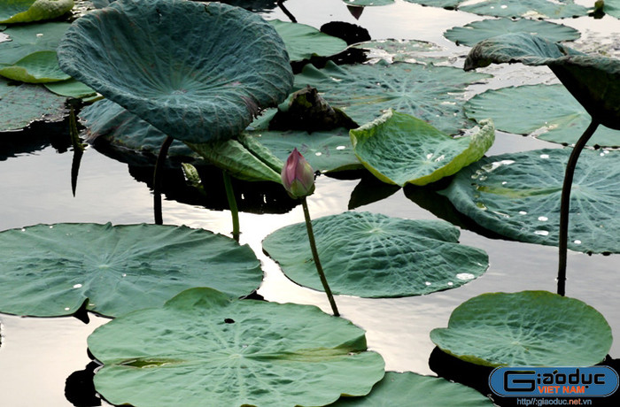 Bông sen còn sót lại như lưu luyến mùa hè. Bông sen còn sót lại như lưu luyến mùa hè.