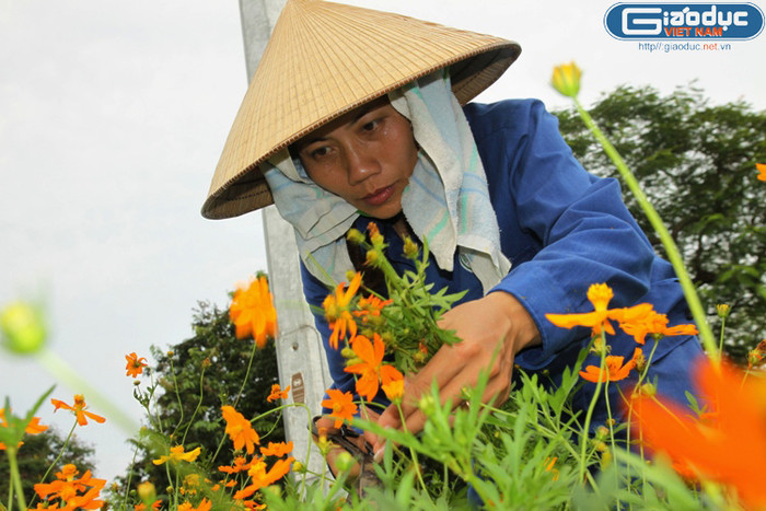 Tỉa tót cho những cánh hoa sặc sỡ sắc màu, cho mùa thu thêm tươi. Tỉa tót cho những cánh hoa sặc sỡ sắc màu, cho mùa thu thêm tươi.