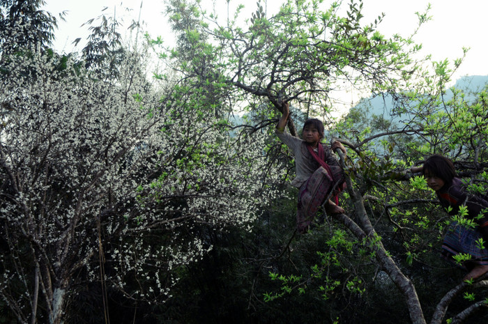 Những mùa hoa mận về đi vào ký ức, gắn với tuổi thơ vùng cao. XEM THÊM HÌNH ẢNH VẺ ĐẸP QUÊ HƯƠNG VIỆT NAM