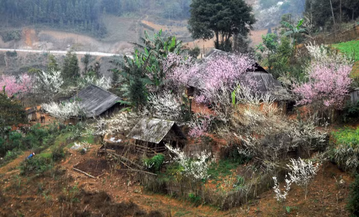Mận và đào cùng đan nhau khoe sắc. XEM THÊM HÌNH ẢNH VẺ ĐẸP QUÊ HƯƠNG VIỆT NAM Mận và đào cùng đan nhau khoe sắc. XEM THÊM HÌNH ẢNH VẺ ĐẸP QUÊ HƯƠNG VIỆT NAM