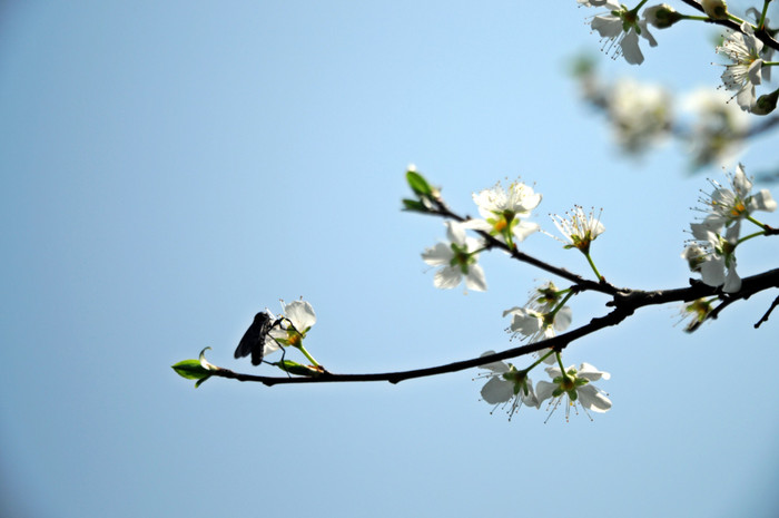 Tinh khôi dưới nắng ban mai. XEM THÊM HÌNH ẢNH VẺ ĐẸP QUÊ HƯƠNG VIỆT NAM