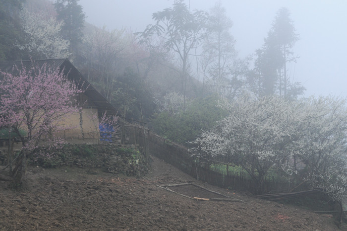 Mờ ảo trong sương sớm. XEM THÊM HÌNH ẢNH VẺ ĐẸP QUÊ HƯƠNG VIỆT NAM