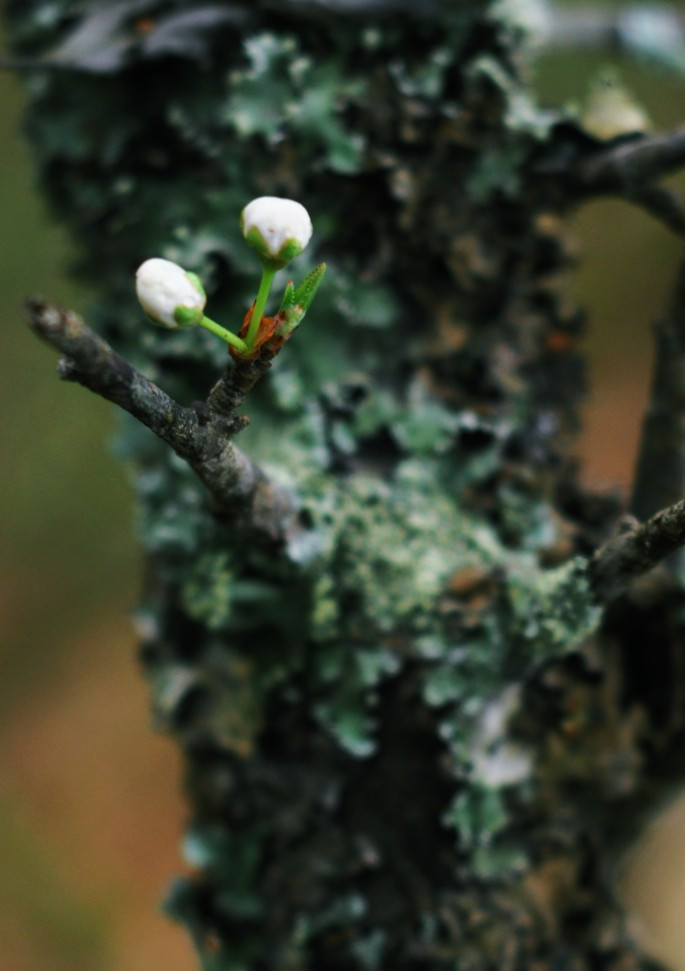 Nụ e ấp. XEM THÊM HÌNH ẢNH VẺ ĐẸP QUÊ HƯƠNG VIỆT NAM