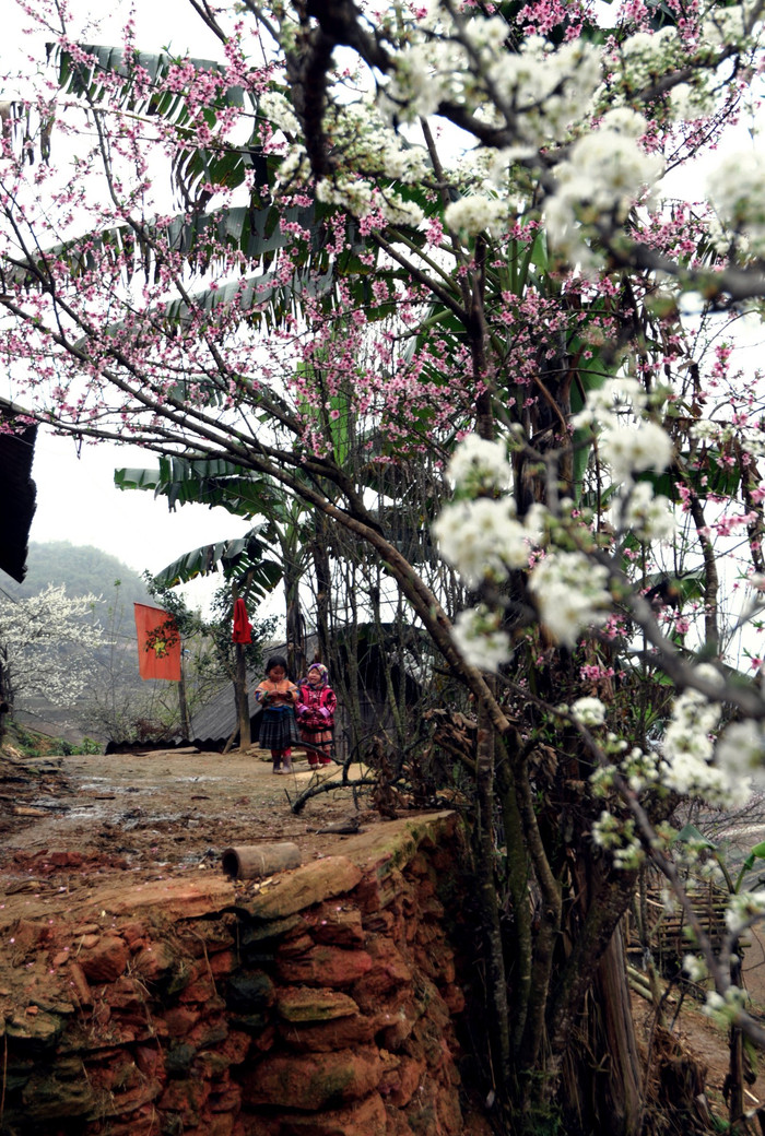 Những mùa hoa mận về đi vào ký ức, gắn với tuổi thơ vùng cao. XEM THÊM HÌNH ẢNH VẺ ĐẸP QUÊ HƯƠNG VIỆT NAM