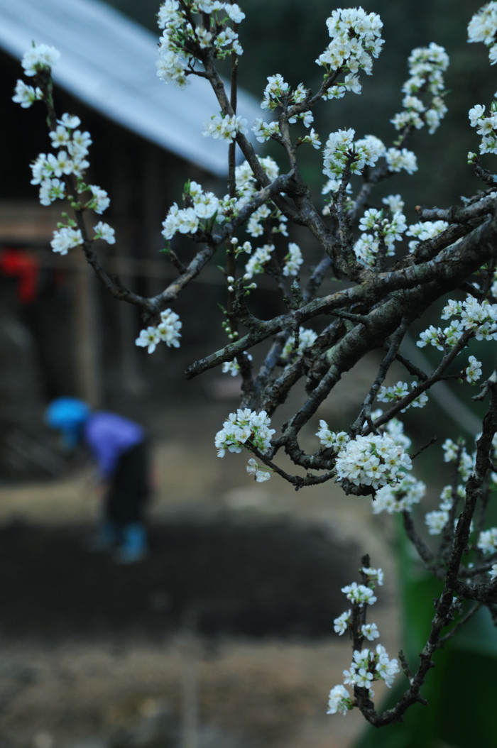 Hoa mận khoe sắc bên nếp nhà bình yên. XEM THÊM HÌNH ẢNH VẺ ĐẸP QUÊ HƯƠNG VIỆT NAM