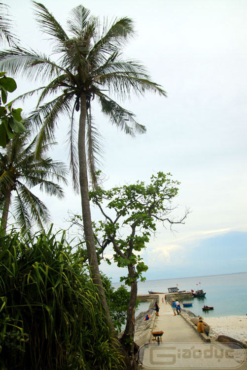 Con đường dẫn ra bến cảng được xây dựng bằng bê tông là nơi để người dân nơi đây thông thương với đảo Lý Sơn và đất liền. Con đường dẫn ra bến cảng được xây dựng bằng bê tông là nơi để người dân nơi đây thông thương với đảo Lý Sơn và đất liền.