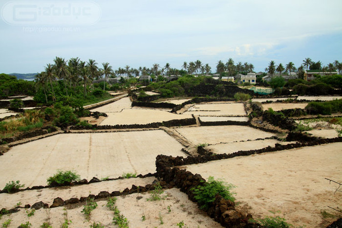 Tuy nhiên, việc trồng cây tỏi, hành cũng như đậu xanh ở xã đảo này thường gặp khó khăn và phụ thuộc vào nguồn ước. Xã đảo Lý Sơn hầu như không có mạch nước ngầm làm gì. Tuy nhiên, việc trồng cây tỏi, hành cũng như đậu xanh ở xã đảo này thường gặp khó khăn và phụ thuộc vào nguồn ước. Xã đảo Lý Sơn hầu như không có mạch nước ngầm làm gì.