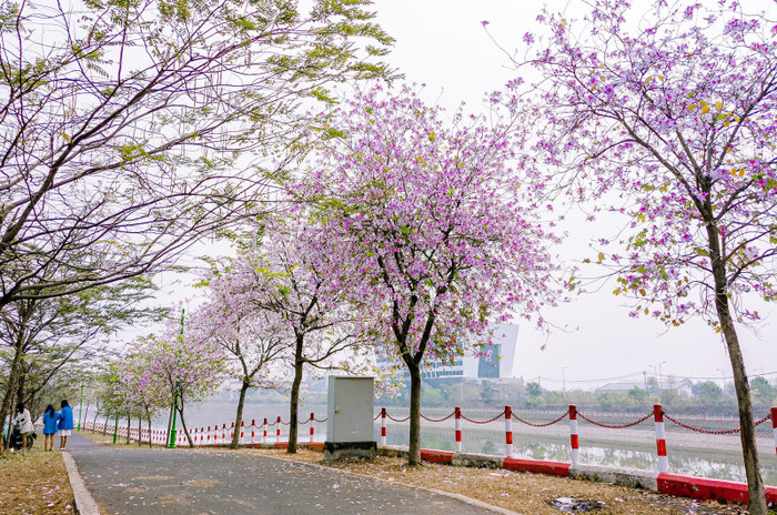 Đường chạy đẹp như mơ dưới hàng ban tím (Ảnh: Halo Thạch Thất) Đường chạy đẹp như mơ dưới hàng ban tím (Ảnh: Halo Thạch Thất)