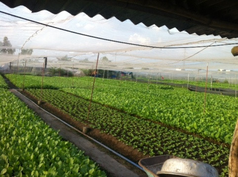 Vườn thuê để rau cải là nguồn thu nhập duy nhất của gia đình em L.