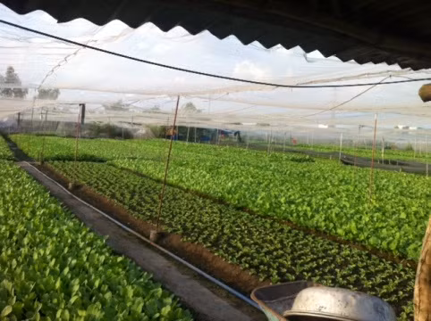 Vườn thuê để rau cải là nguồn thu nhập duy nhất của gia đình em L.