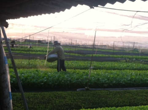 Để có tiền đóng cho nhà trường, phụ huynh em L. phải tần tảo sớm hôm trồng rau kiếm từng đồng.
