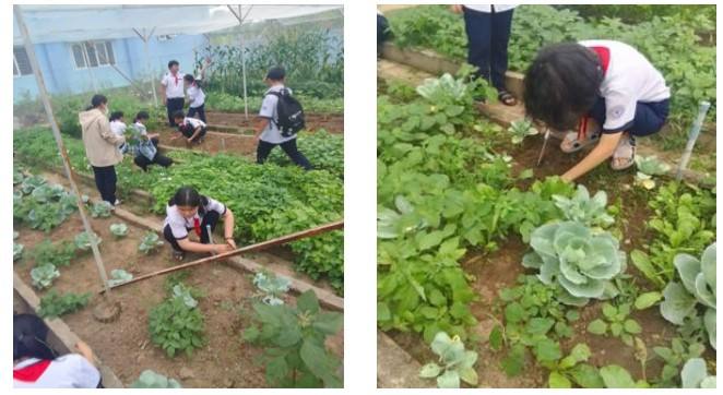 Học sinh Trường Trung học cơ sở Lê Lợi, thành phố Cần Thơ chăm sóc rau sạch tại vườn rau trải nghiệm. thcsleloi.giaoduc.net.vn.jpg
