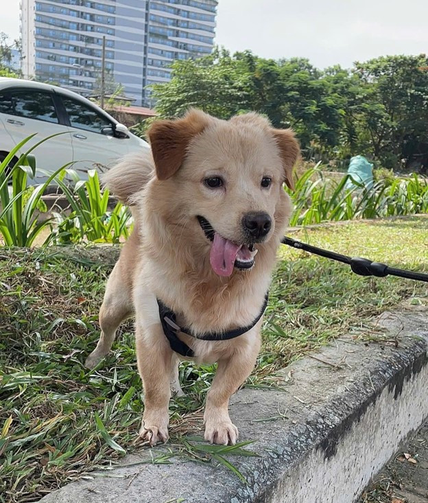 Kun - Chú chó dũng cảm. Kun.jpg