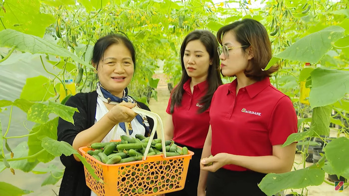 Bà Nguyễn Thị Tâm đang đưa cán bộ Agribank thu hoạch vườn cà chua trong nhà màng. Screenshot (125).png