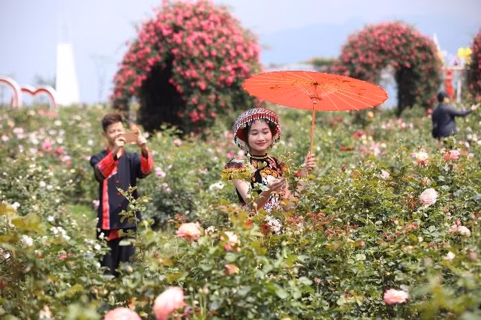 Lễ hội hoa hồng tại Sa Pa thu hút du khách