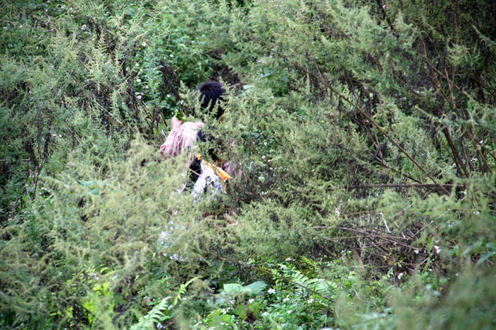 Rau lẫn với cây Rau lẫn với cây