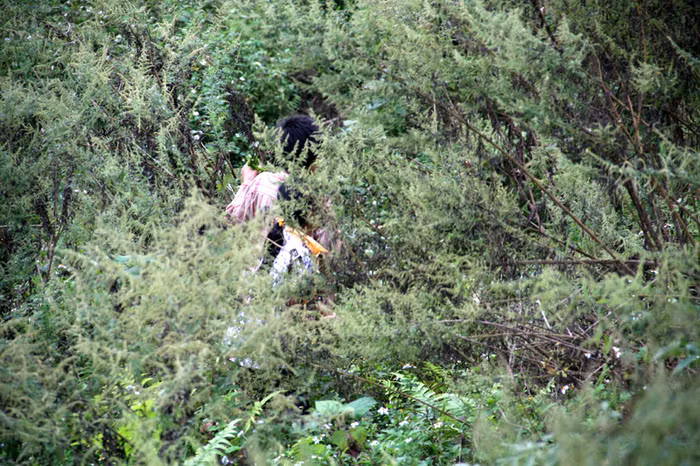 Rau lẫn với cây Rau lẫn với cây