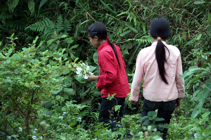 Sườn núi - nơi các em kiếm rau nở rất nhiều hoa dại. Đây là một cảnh đẹp khó thấy ở miền xuôi. Sườn núi - nơi các em kiếm rau nở rất nhiều hoa dại. Đây là một cảnh đẹp khó thấy ở miền xuôi.