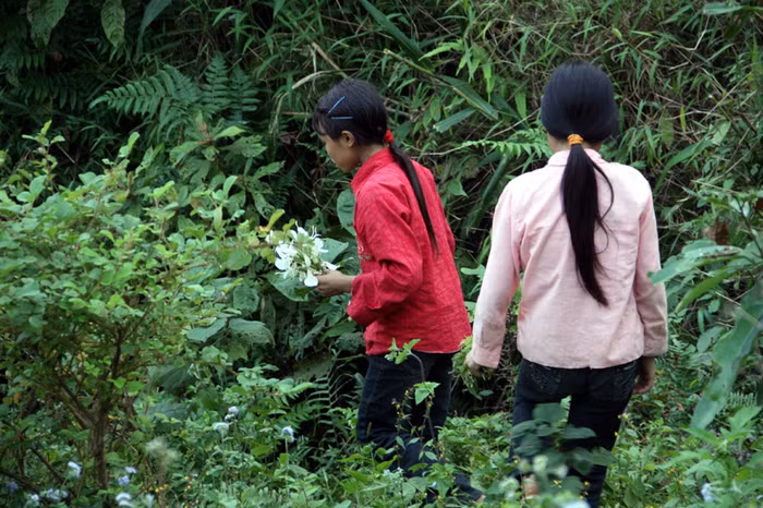Sườn núi - nơi các em kiếm rau nở rất nhiều hoa dại. Đây là một cảnh đẹp khó thấy ở miền xuôi. Sườn núi - nơi các em kiếm rau nở rất nhiều hoa dại. Đây là một cảnh đẹp khó thấy ở miền xuôi.