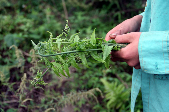 Trên tay em học sinh là rau Dớn (một loại rau rừng) thường xuyên sử dụng trong các bữa ăn. Trên tay em học sinh là rau Dớn (một loại rau rừng) thường xuyên sử dụng trong các bữa ăn.