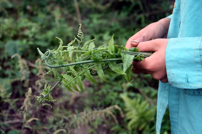 Trên tay em học sinh là rau Dớn (một loại rau rừng) thường xuyên sử dụng trong các bữa ăn. Trên tay em học sinh là rau Dớn (một loại rau rừng) thường xuyên sử dụng trong các bữa ăn.