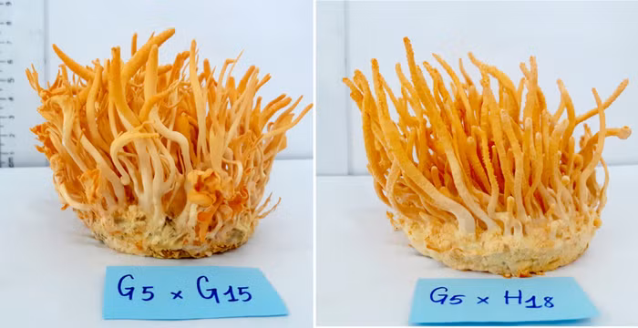 Hình ảnh 2 phép lai Đông Trùng Hạ Thảo cho giống tối ưu nhất – thành quả nghiên cứu khoa học của nhóm học sinh Vinschool.