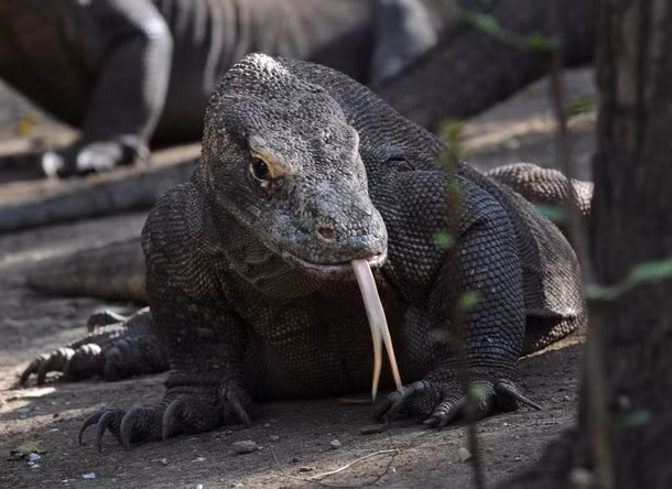 Rồng Komodo tại một khu rừng trên đảo Komodo, Indonesia.