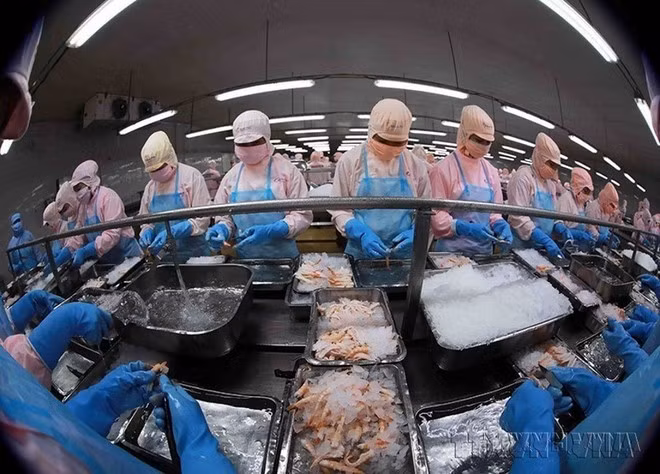 Xuất khẩu thủy sản là một trong những ngành kinh tế mũi nhọn, có nhiều đóng góp quan trọng trong sự phát triển của nền kinh tế Việt Nam. (Ảnh: Vũ Sinh/TTXVN)