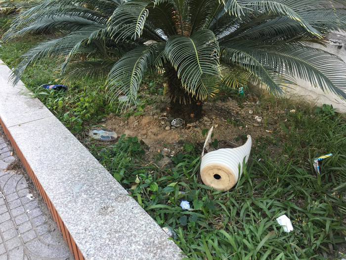 Cây cảnh phục vụ cho cảnh quan ký túc xá thiếu người chăm sóc. Ảnh: Vũ Phương.