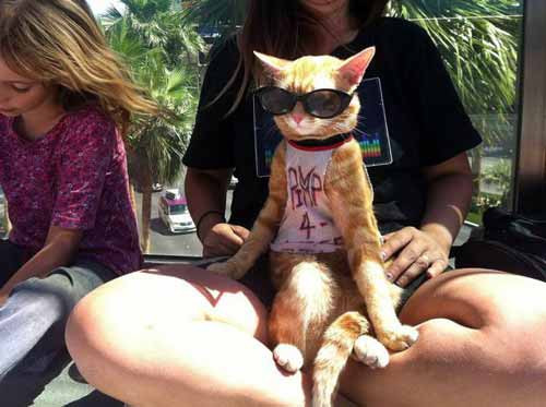 Chẳng có chiếc ghế nào êm hơi cặp chân của cô ấy! Chẳng có chiếc ghế nào êm hơi cặp chân của cô ấy!