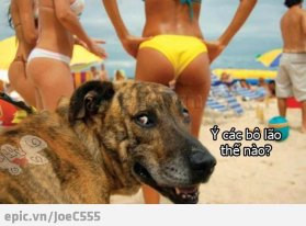 Ý các bô lão thế nào? Ý các bô lão thế nào?