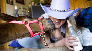 Cảm ơn cô, sữa cô ngon lắm. Cảm ơn cô, sữa cô ngon lắm.