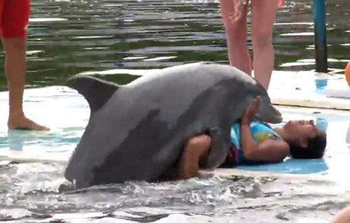 Cá heo - một trong những động vật thông minh nhất quả không sai. Cá heo - một trong những động vật thông minh nhất quả không sai.