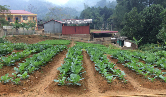 Những luống rau xanh mướt sẵn sàng cho năm học mới (Ảnh:V.N) Những luống rau xanh mướt sẵn sàng cho năm học mới (Ảnh:V.N)