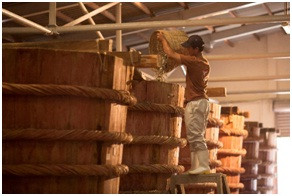 Cá và muối được ủ yếm khí trong các thùng gỗ lớn.