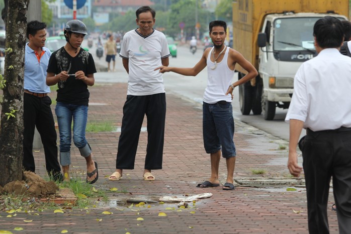 Những chú cá mè to quẫy đuôi nhảy lên bờ sau khi người dân khua mạnh nước trong hố Những chú cá mè to quẫy đuôi nhảy lên bờ sau khi người dân khua mạnh nước trong hố