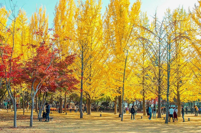 Mùa thu Hàn Quốc