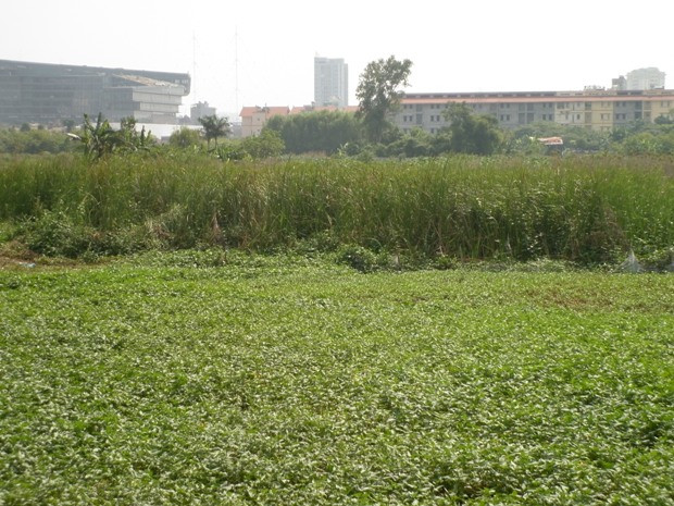 Tuy nhiên sau gần 2 năm khởi công, khu đất cho dự án này trở thành bãi trồng rau muống của người dân sống gần đây Tuy nhiên sau gần 2 năm khởi công, khu đất cho dự án này trở thành bãi trồng rau muống của người dân sống gần đây