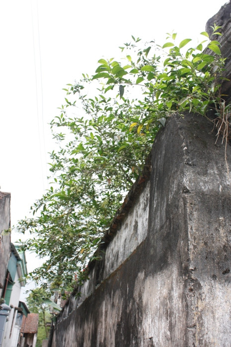 Nét cổ kính trong kiến trúc những ngôi nhà của làng vẫn còn nguyên vẹn