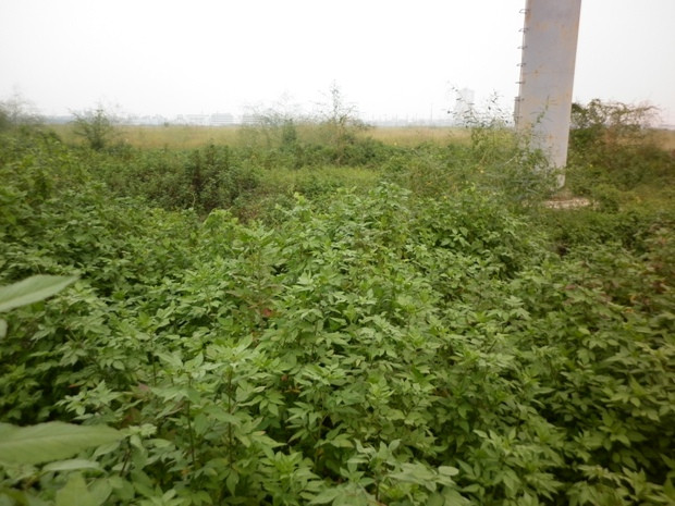 Cỏ dại mọc um tùm khắp nơi