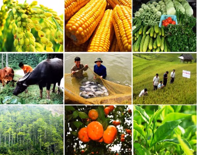 Ảnh minh họa: VGP Ảnh minh họa: VGP