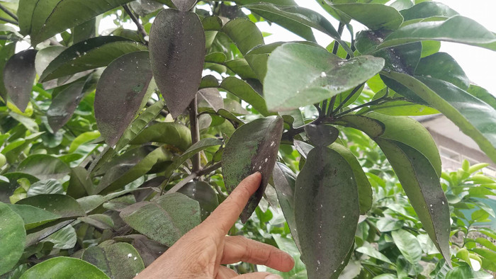 Cây cối, hoa màu tại xã Hiệp Sơn bị lớp khói bụi phủ lên một lớp bụi đen sì mà người dân đổ lỗi do nhà máy thép Hòa Phát gây ra. Ảnh: Đ.H Cây cối, hoa màu tại xã Hiệp Sơn bị lớp khói bụi phủ lên một lớp bụi đen sì mà người dân đổ lỗi do nhà máy thép Hòa Phát gây ra. Ảnh: Đ.H